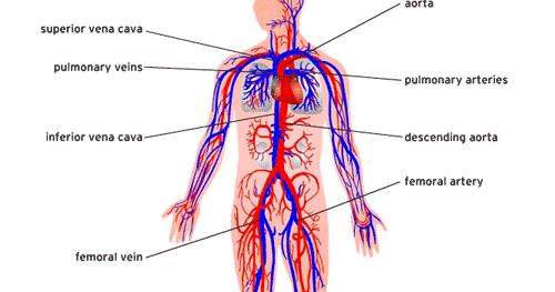 Blank Digestive System Diagram Ks2 - Juanribon.com