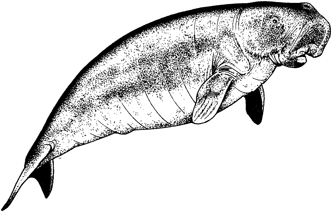 Manatee Clipart