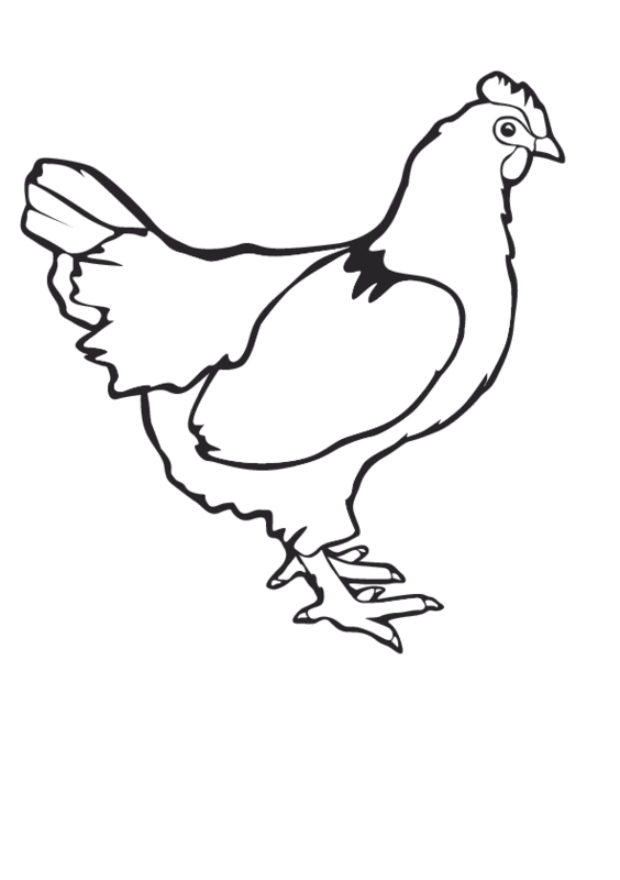 Chicken Line Drawing - ClipArt Best