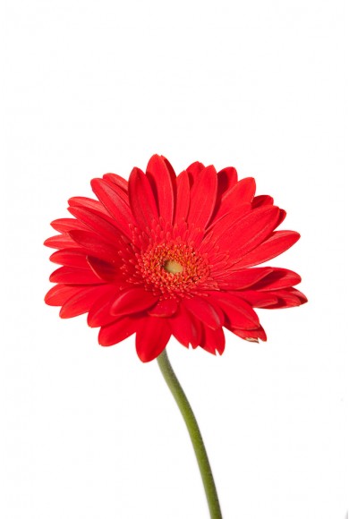 flowers for flower lovers.: Red Gerbera Daisy Flower Blooming video.