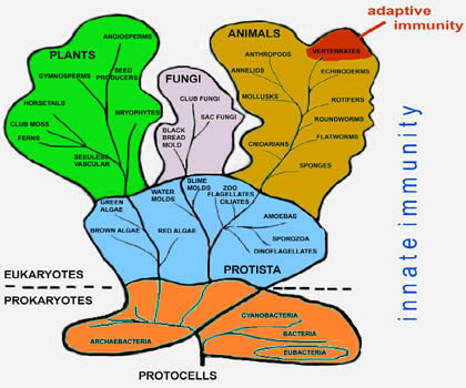 Spirituality, Dreams and Prophecy: The Universal Order of Plants ...