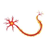 Neuron Vector Image - 1708496 | StockUnlimited