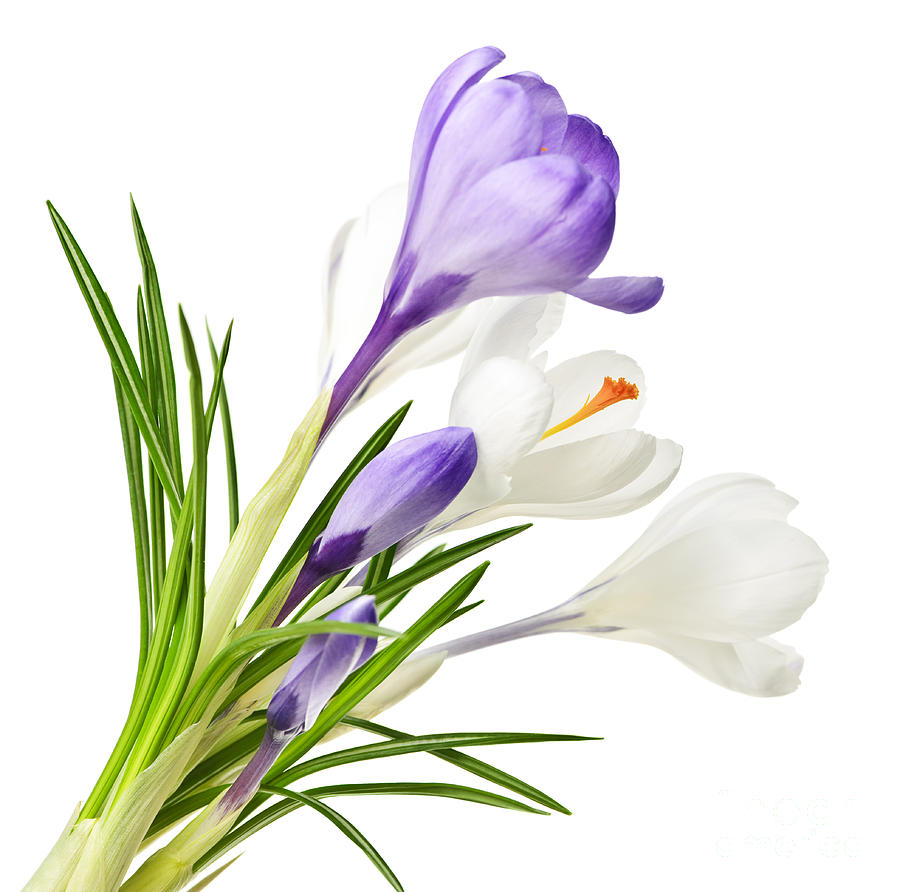 Spring Crocus Flowers Photograph by Elena Elisseeva