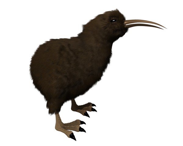 kiwi bird 3ds