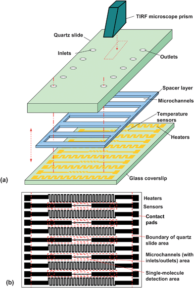 A microfluidic approach for investigating the temperature ...