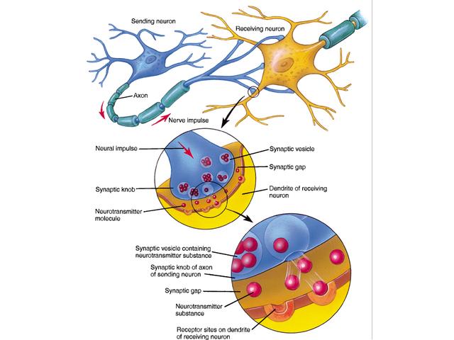 Introductory Psychology Image Bank