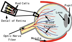 Vision and Light-Induced Molecular Changes