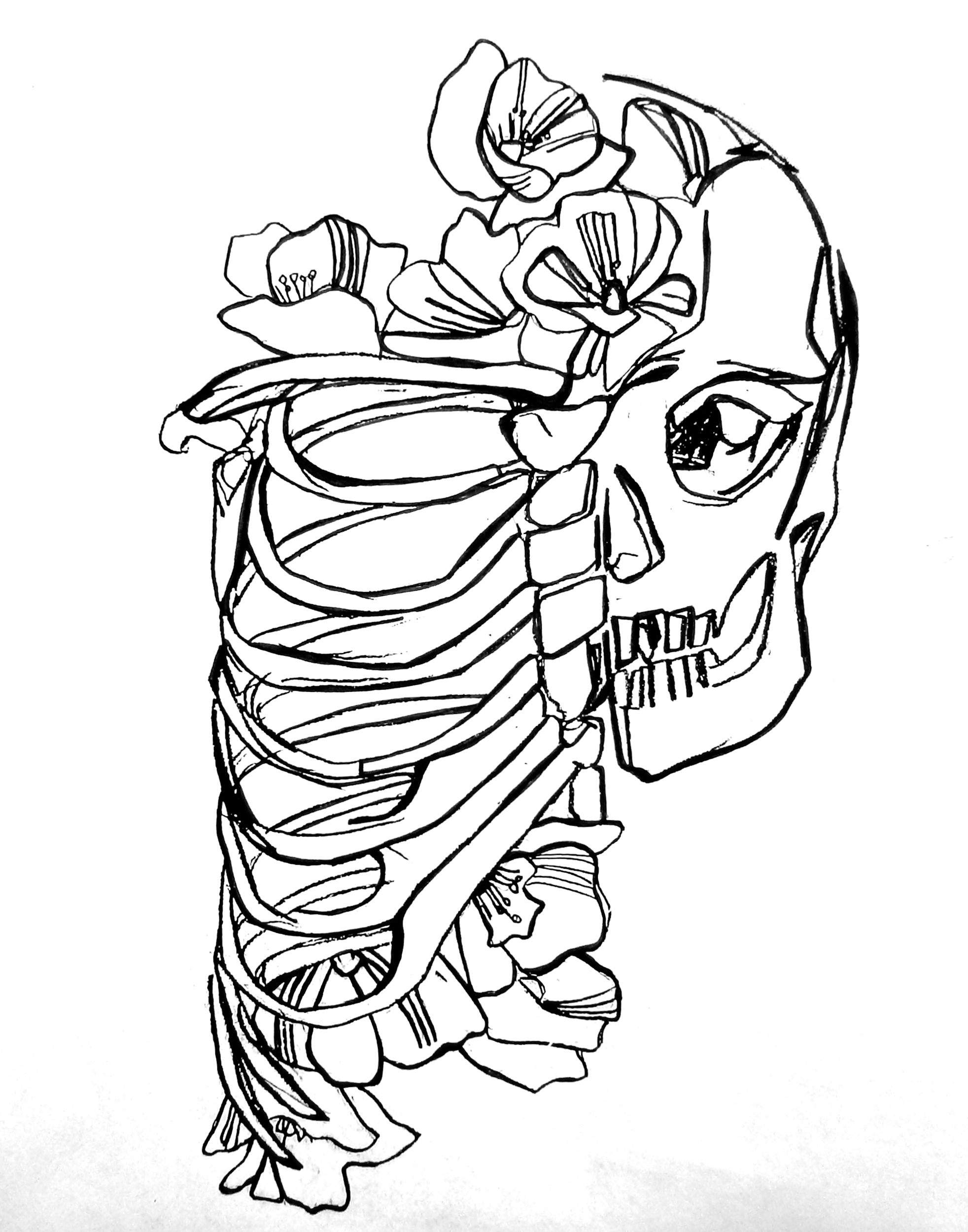 Rib Cage Drawing