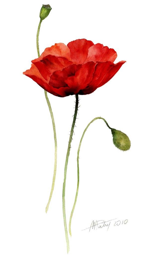 Poppy Drawing | Poppies Art ...