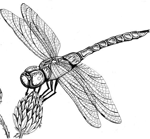 Dragonfly Realistic Art, Pencil Drawing Images