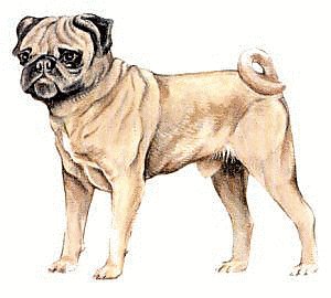 Free Pug Clipart - Free Clipart Graphics, Images and Photos ...