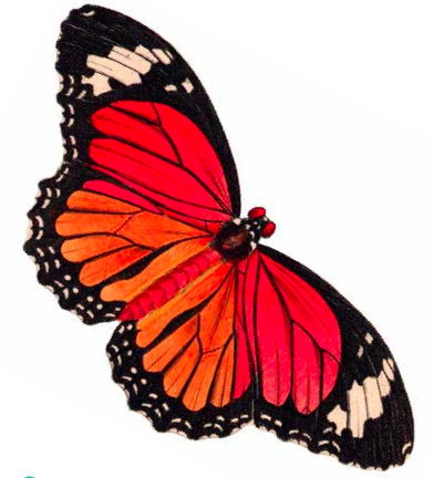 Butterfly images clip art free - ClipartFox