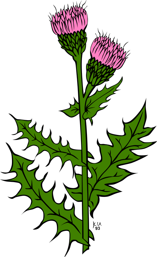 Thistle Clipart | Free Download Clip Art | Free Clip Art | on ...