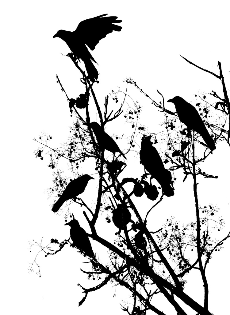 Pictures of Crows -- Animal Photos!