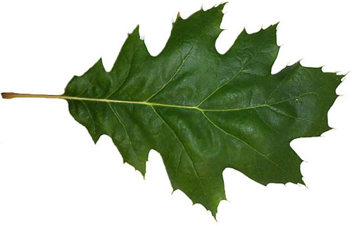 Oak Leaf Picture - ClipArt Best