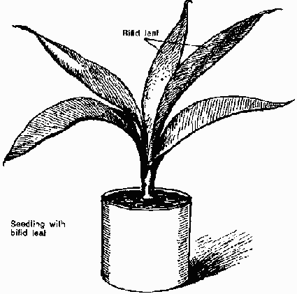 Modern oil palm cultivation