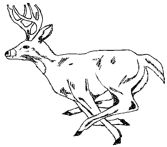 White Tail Deer Color