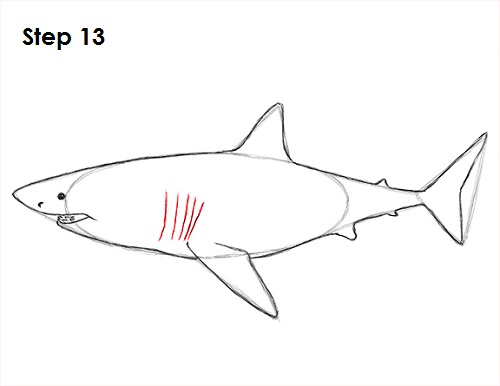 How to Draw a Shark (Great White)