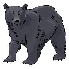 Baby Black Bear Pictures - ClipArt Best