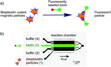 Mobile magnetic particles as solid-supports for rapid surface ...