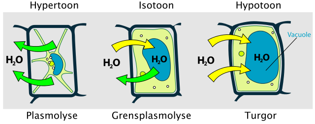 File:Turgor pressure on plant cells diagram-nl.svg