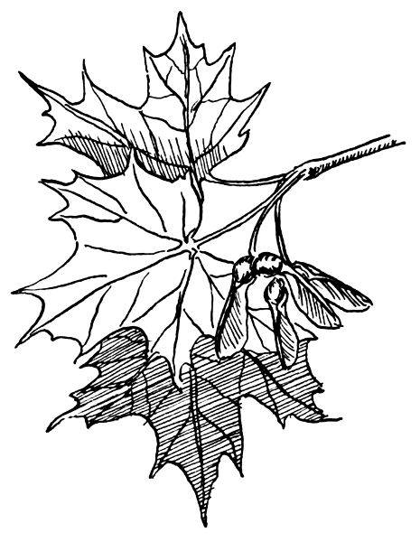 Maple Tree Clip Art