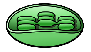 Chloroplast 2 | Free Images - vector clip art online ...
