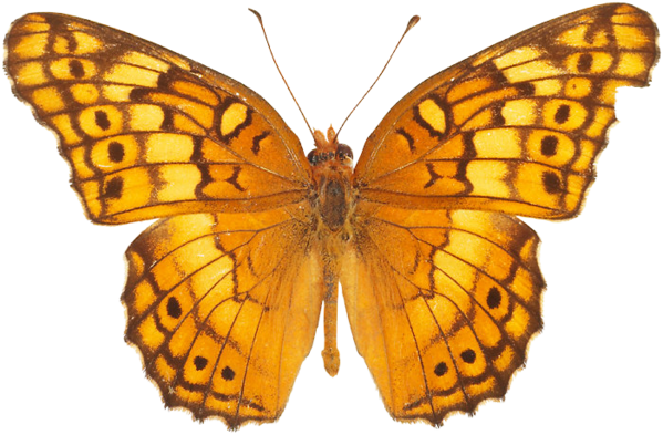 Butterfly PNG image, free picture download