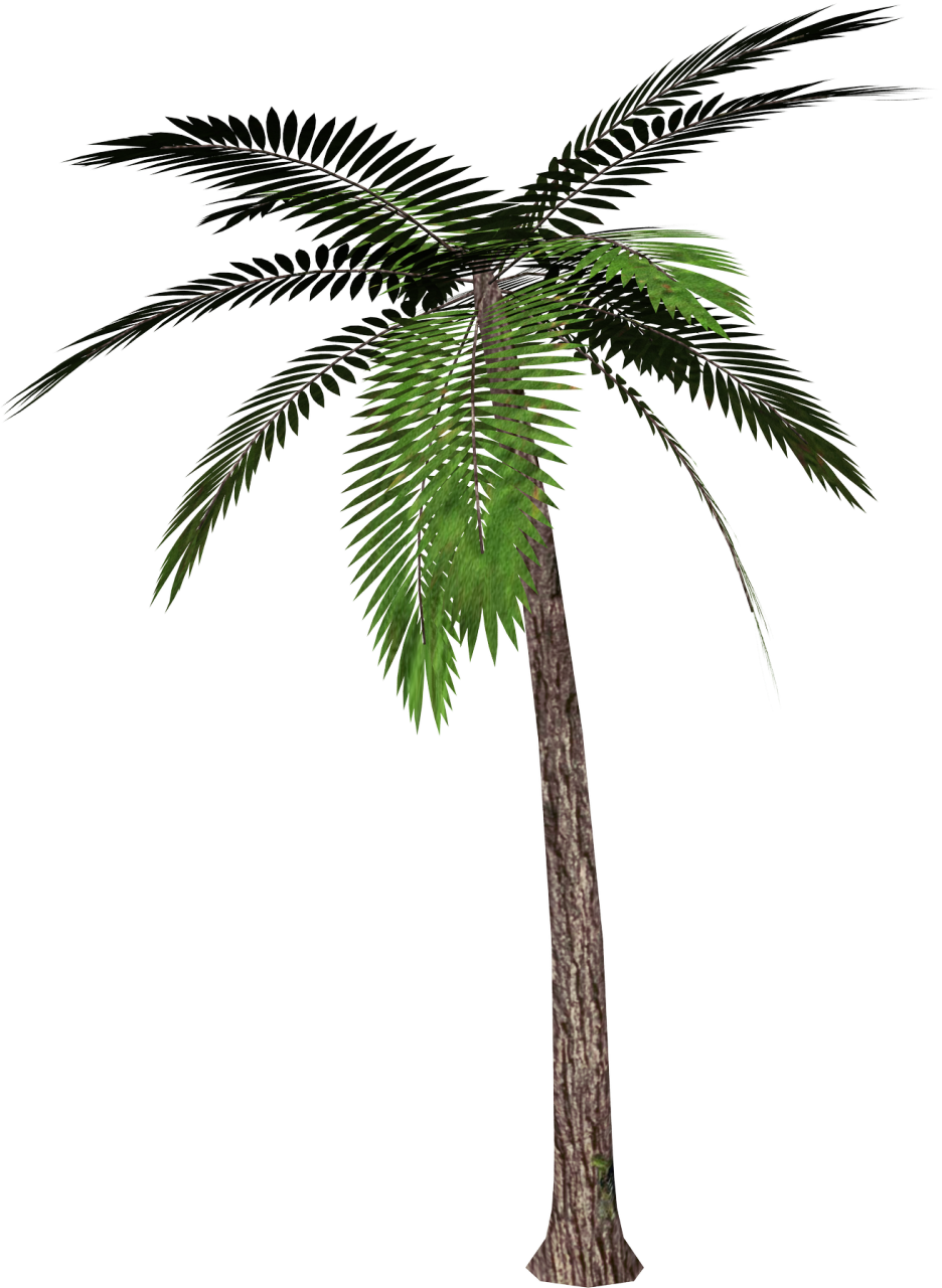 Images Of Palm Trees | Free Download Clip Art | Free Clip Art | on ...