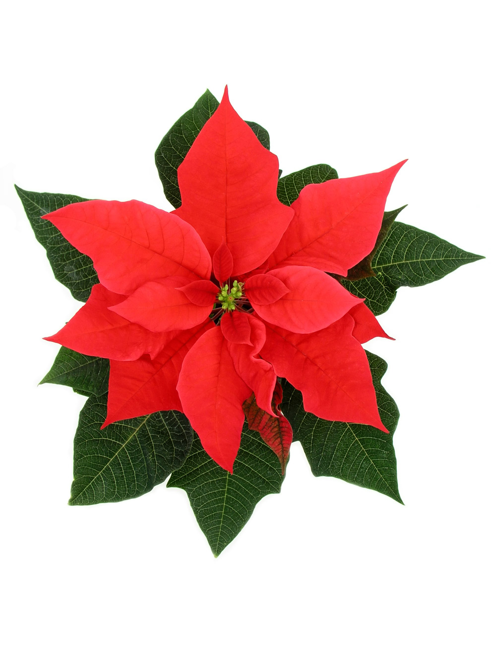 poinsettia clipart free | Hostted