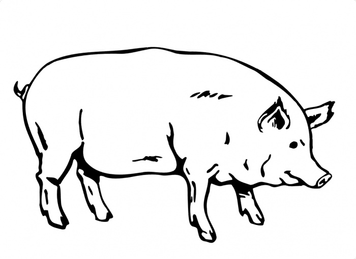 Outline Of A Pig - ClipArt Best