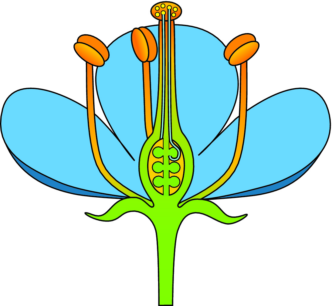 Label The Parts Of The Flower ClipArt Best