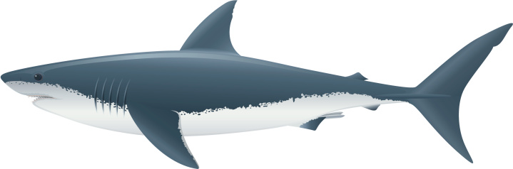 Great White Shark Clip Art, Vector Images & Illustrations