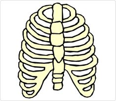 32+ Rib Cage Clip Art