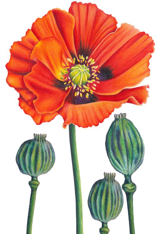 Poppies, Pencil and Drawings