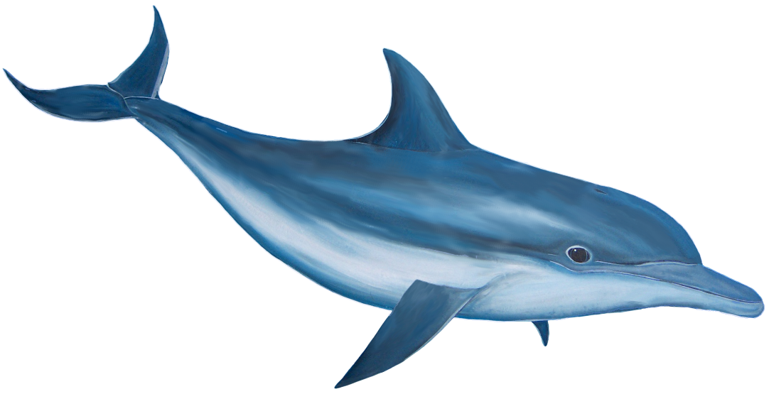 Dolphin PNG image free download