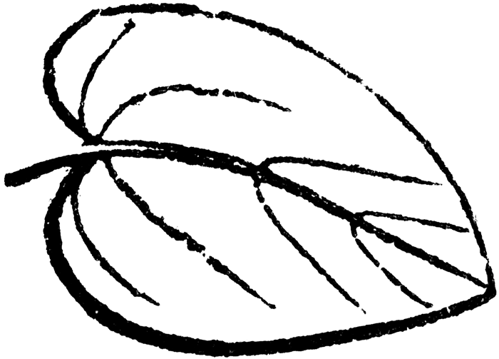 Leaf Outline Clipart