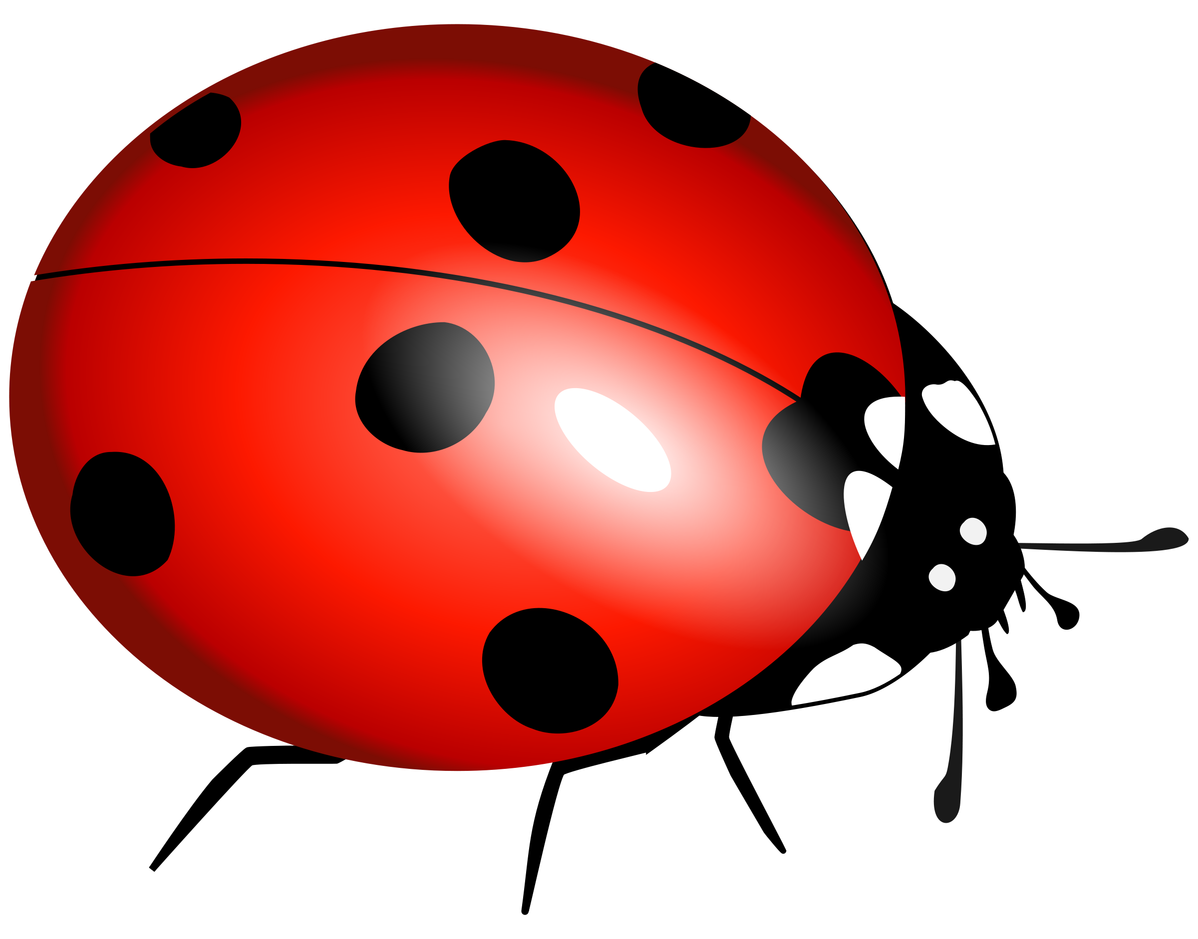 Ladybug PNG image free download