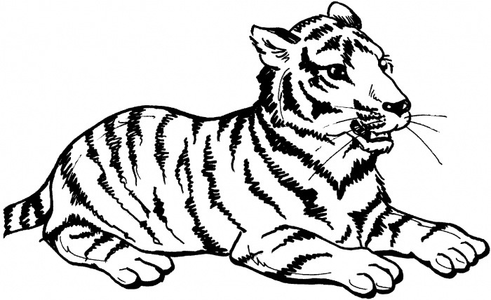 60+ Tiger Shape Templates, Crafts & Colouring Pages | Free ...