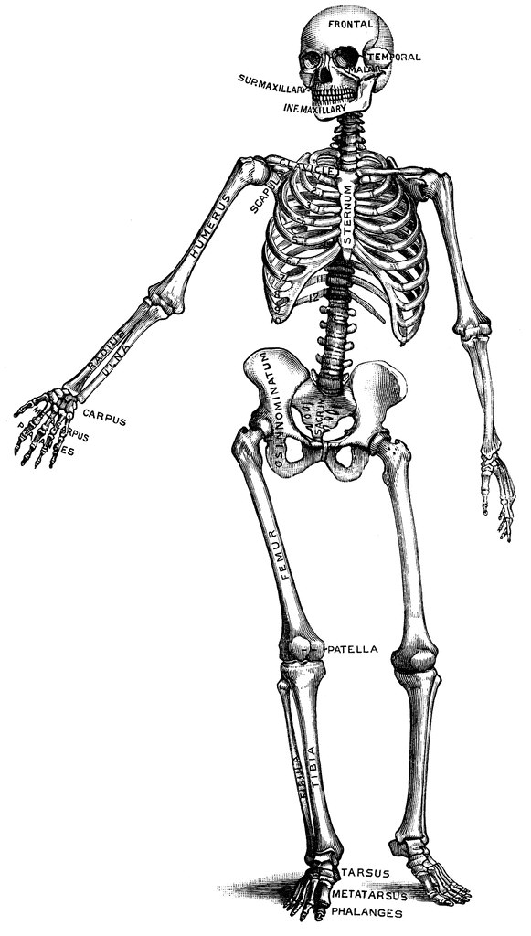 Clipart of human skeleton