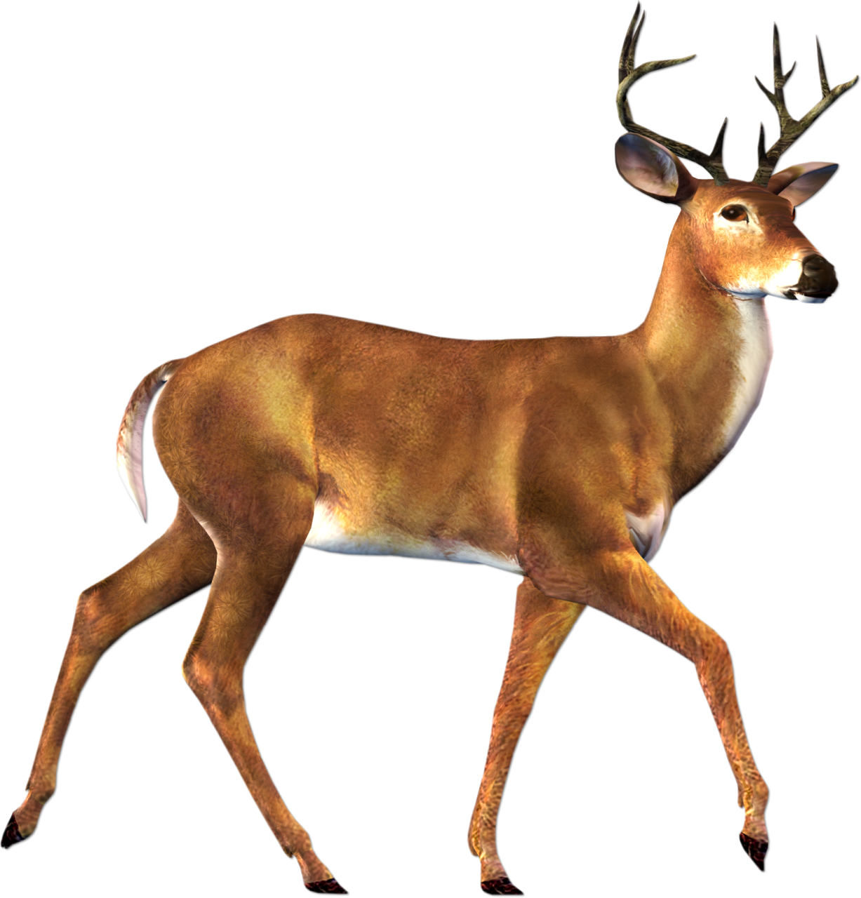 Buck Deer Clipart