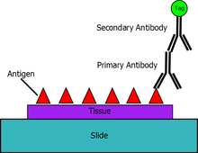 Immunolabeling