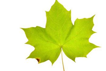 Maple Leaves Are Dying on the Edges | Home Guides | SF Gate