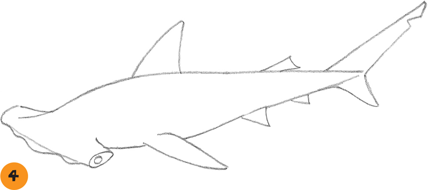 Hammerhead Shark - Learn to draw: Sea Creatures [Book]