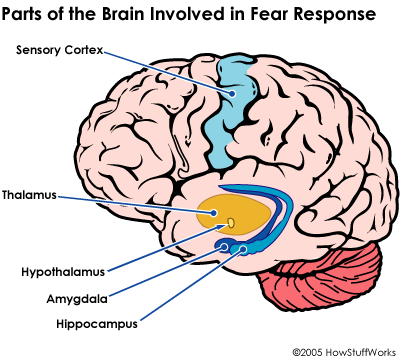 Brain Diagram For Kids - ClipArt Best