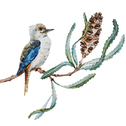 Kookaburra Clip Art, Vector Images & Illustrations