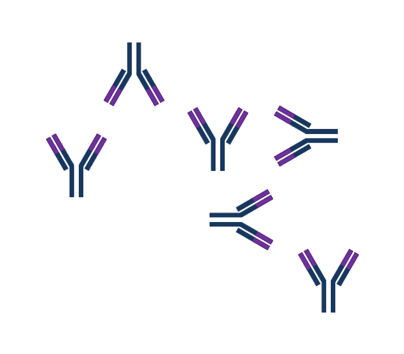 Antigen Antibody Interaction Diagrams - ClipArt Best