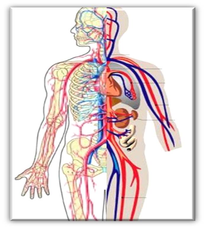 Circulatory System Clipart