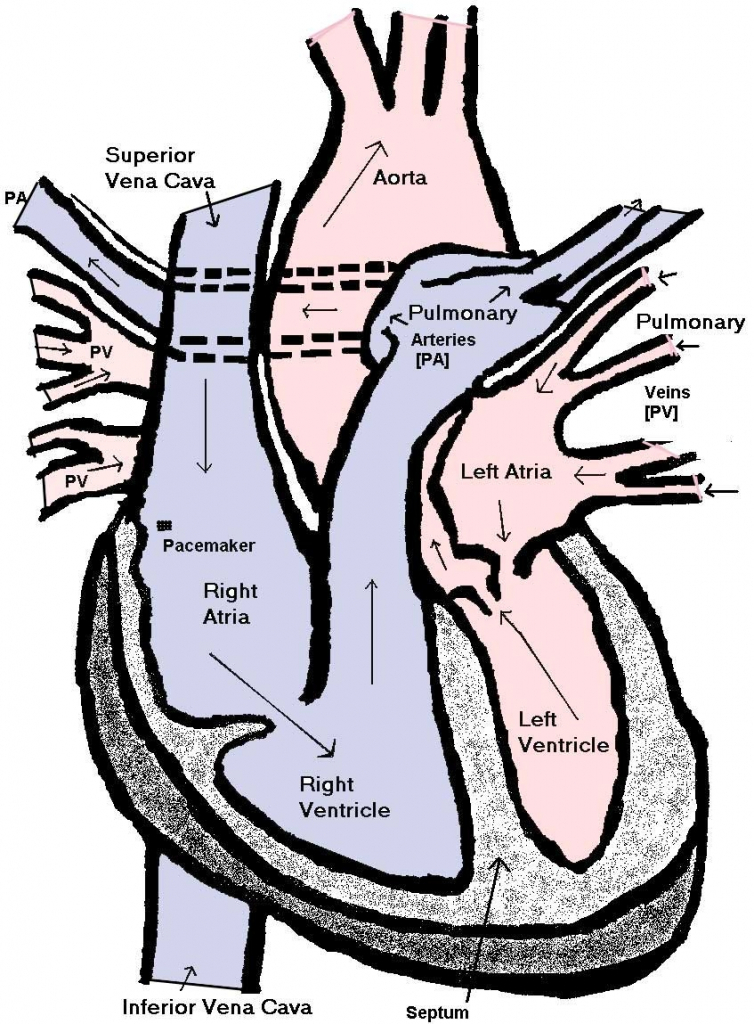 Heart Diagram Lebeled Diagram Free Diagram - Human Body Diagram