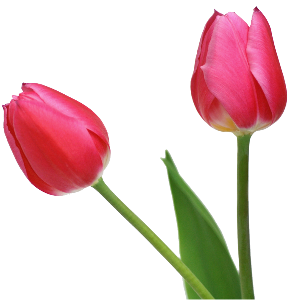 Tulip PNG images free download